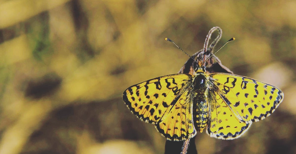 Революция Megaways в Wild West Gold - исследование игровой механики