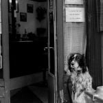 Исследование слота The Dog House Megaways и его игровой механики