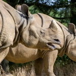 Психологические механизмы воздействия игрового слота Great Rhino на сознание