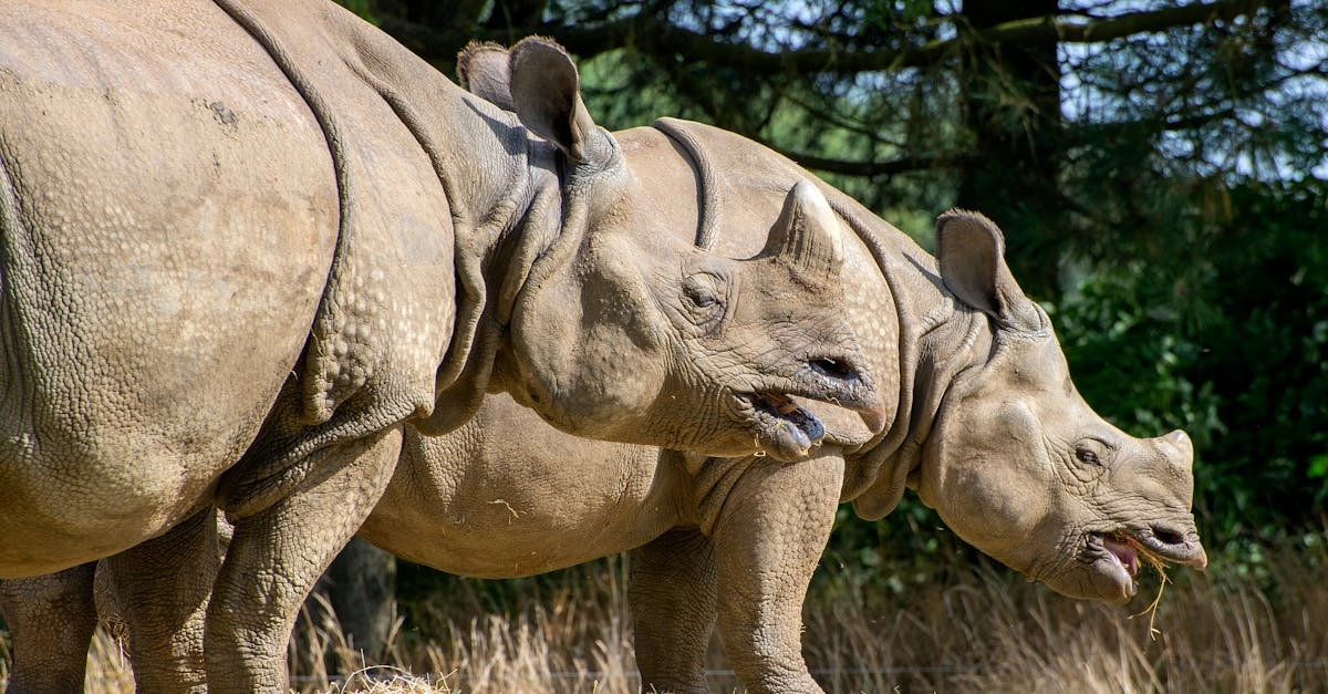 Психологические механизмы воздействия игрового слота Great Rhino на сознание